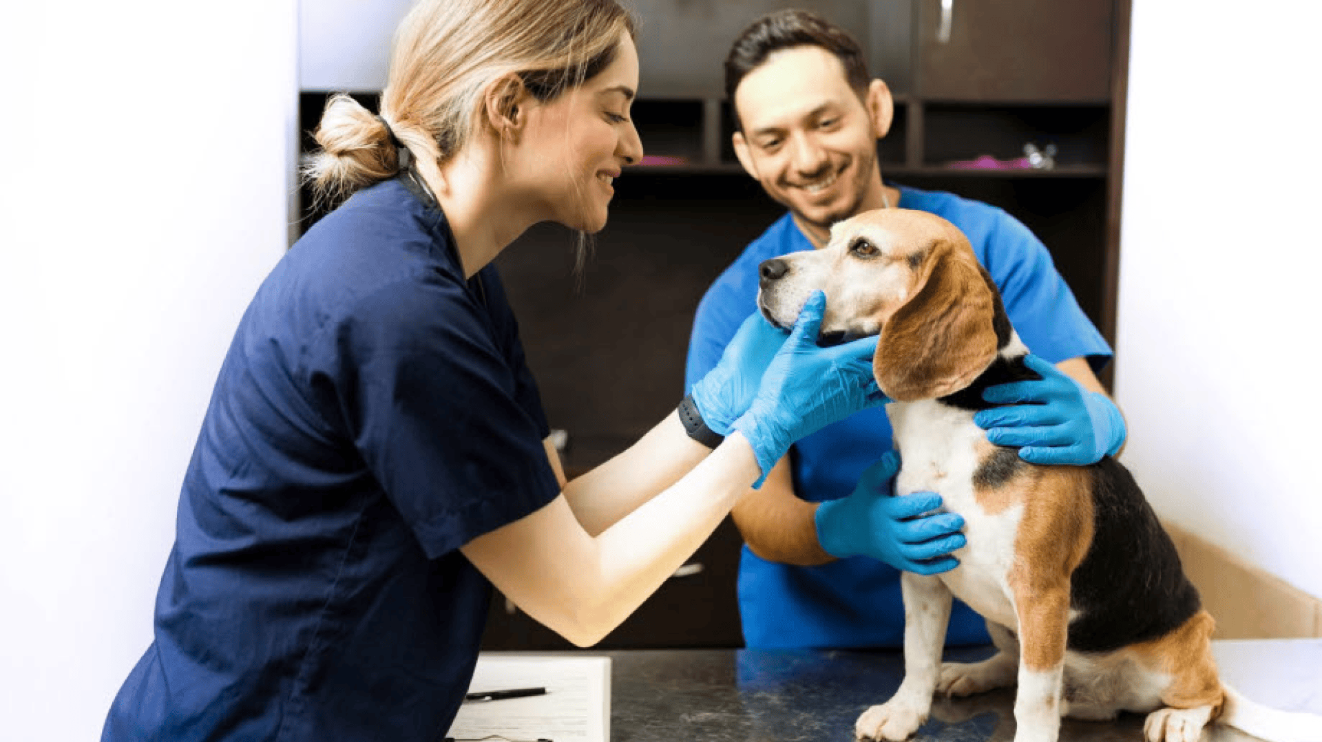 Eine Tierärztin untersucht einen Beagle auf einem Untersuchungstisch, während ein männlicher Tierarzthelfer den Hund hält. Beide tragen blaue Kittel und Handschuhe, und der Hund wirkt während der Untersuchung ruhig.