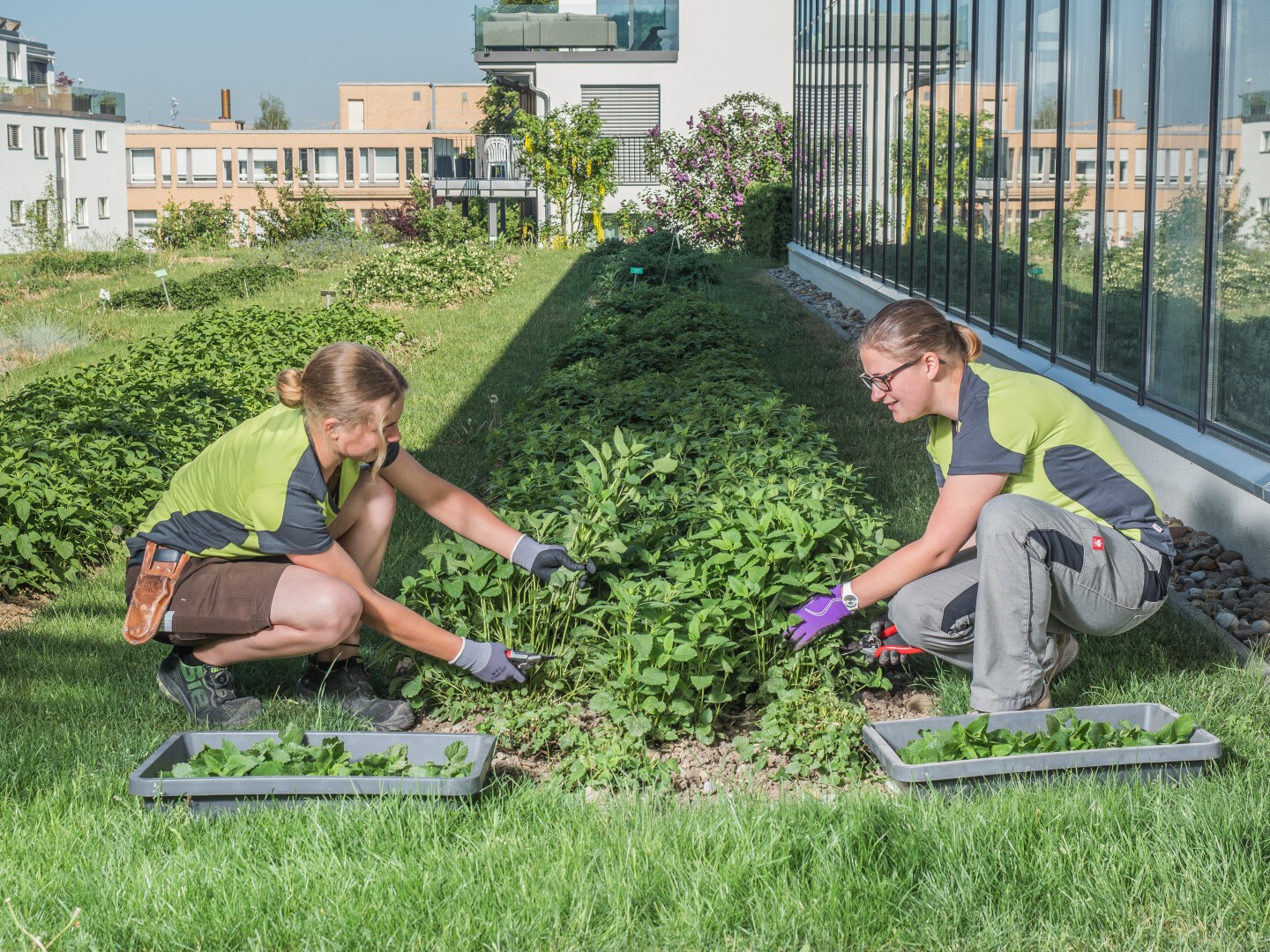 Zwei Personen mit Handschuhen und grünen Arbeitshemden sind bei der Gartenarbeit. Sie hocken auf beiden Seiten eines Gartenbeets, schneiden Pflanzen und legen Blätter in Schalen. Im Hintergrund sind ein modernes Gebäude und viel Grün zu sehen.