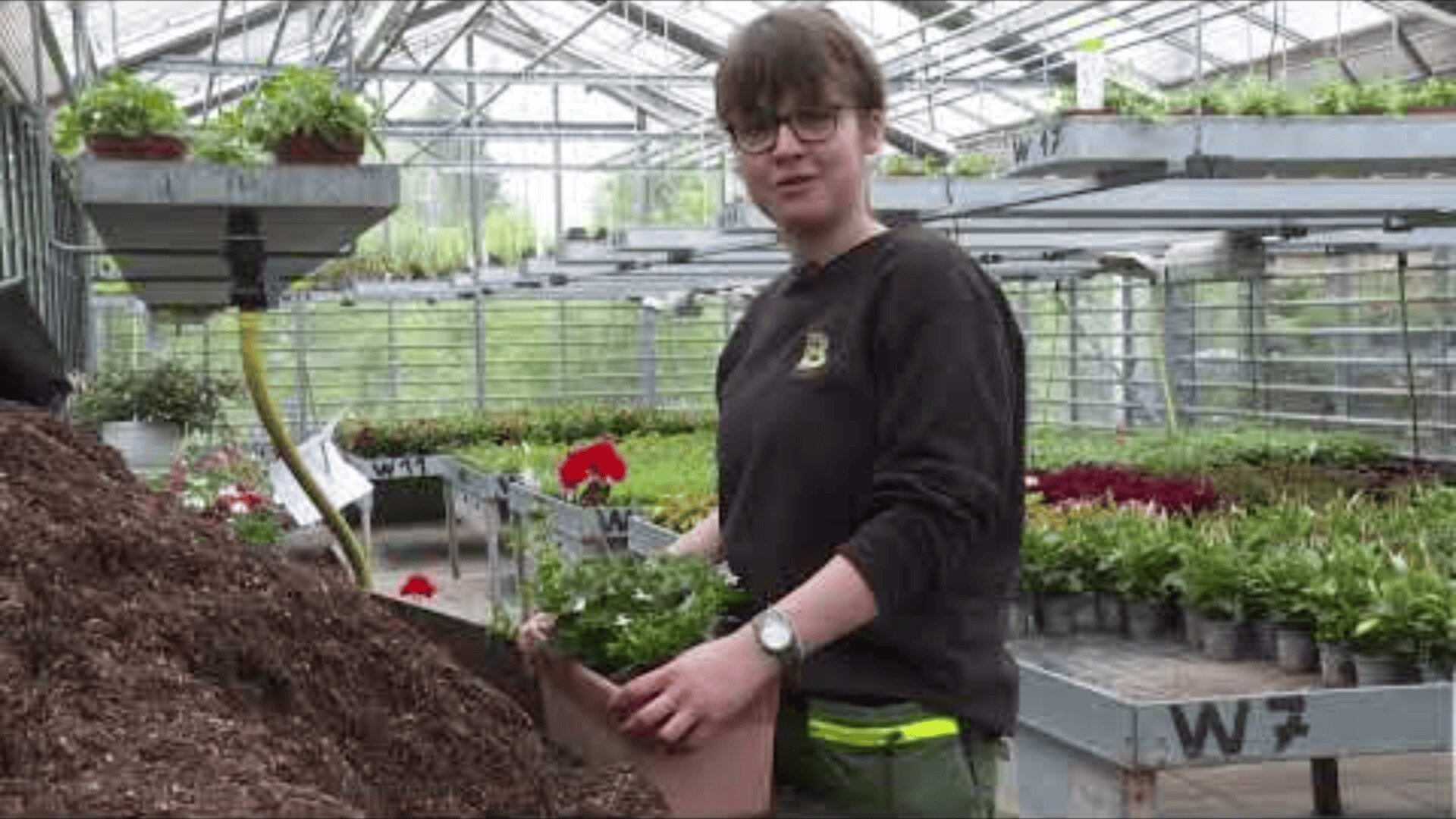 Eine Person, die eine Brille und ein dunkles Sweatshirt trägt, arbeitet in einem Gewächshaus und hält einen Übertopf mit roten Blumen neben einem Erdhügel. Auf den Bänken hinter ihnen sind Reihen von Pflanzen und Blumen zu sehen.